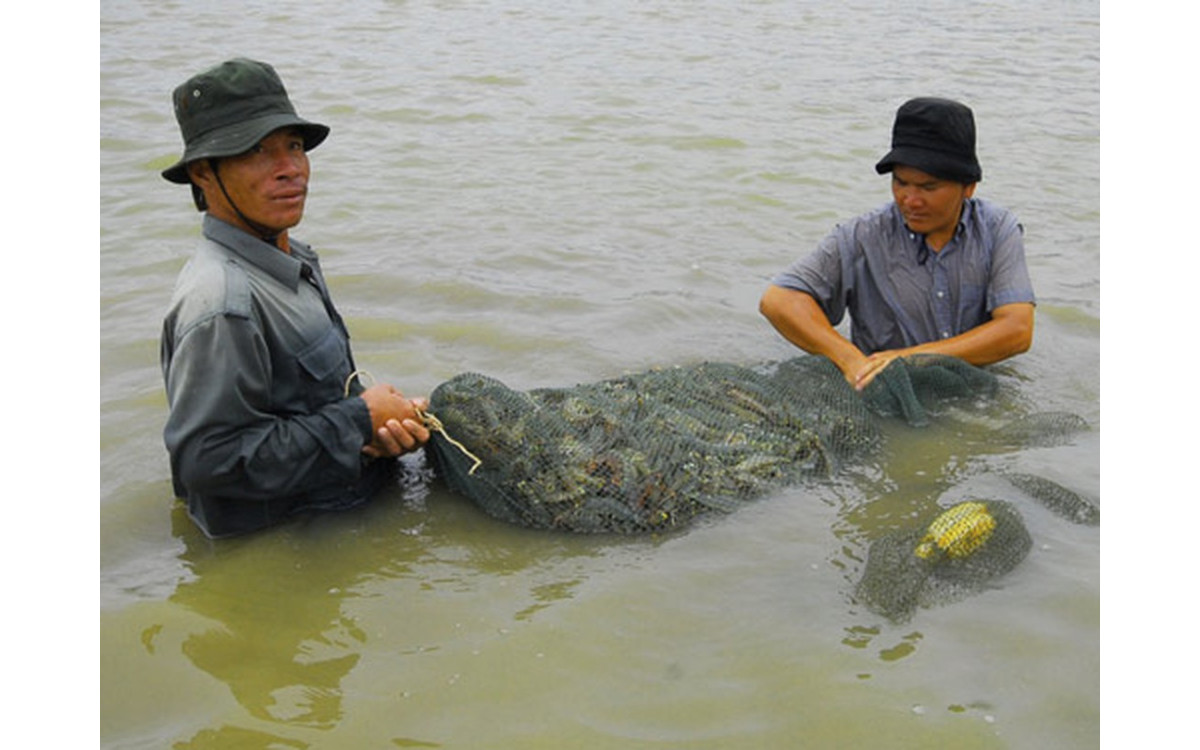 ĐBSCL cần đẩy nhanh c&ocirc;ng t&aacute;c đăng k&yacute; nu&ocirc;i trồng thủy sản